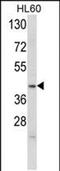 Apolipoprotein L4 antibody, PA5-49586, Invitrogen Antibodies, Western Blot image 