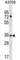 Acyl-CoA Binding Domain Containing 6 antibody, abx030446, Abbexa, Western Blot image 