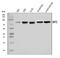 Signal Recognition Particle 72 antibody, A05873-1, Boster Biological Technology, Western Blot image 