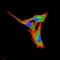 Colony Stimulating Factor 3 antibody, NBP2-52447, Novus Biologicals, Immunofluorescence image 