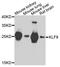 Kruppel Like Factor 9 antibody, STJ29276, St John