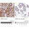 Arylsulfatase B antibody, NBP1-86270, Novus Biologicals, Immunohistochemistry paraffin image 