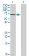 Testis Associated Actin Remodelling Kinase 2 antibody, H00010420-M11, Novus Biologicals, Western Blot image 