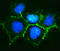 Catenin Delta 1 antibody, A02333-3, Boster Biological Technology, Immunofluorescence image 