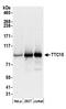 Trafficking Protein Particle Complex 12 antibody, A304-669A, Bethyl Labs, Western Blot image 