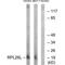 Ribosomal Protein L26 Like 1 antibody, PA5-49955, Invitrogen Antibodies, Western Blot image 