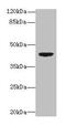 Death Associated Protein Kinase 2 antibody, CSB-PA006500EA01HU, Cusabio, Western Blot image 