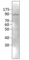 Herpes Simplex Virus 1 ICP8 antibody, NBP1-50646, Novus Biologicals, Western Blot image 