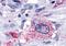 MSL-2 antibody, NLS222, Novus Biologicals, Immunohistochemistry paraffin image 