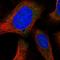 ORAI Calcium Release-Activated Calcium Modulator 1 antibody, HPA061823, Atlas Antibodies, Immunofluorescence image 