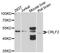 Cytokine Receptor Like Factor 2 antibody, STJ112191, St John