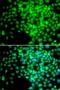 DNA-directed RNA polymerases I, II, and III subunit RPABC2 antibody, PA5-76773, Invitrogen Antibodies, Immunofluorescence image 