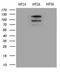 HIF-2-alpha antibody, LS-C795058, Lifespan Biosciences, Western Blot image 