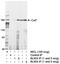 Cullin 7 antibody, A300-224A, Bethyl Labs, Immunoprecipitation image 
