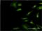 Eukaryotic Translation Initiation Factor 3 Subunit I antibody, MA5-20471, Invitrogen Antibodies, Immunofluorescence image 