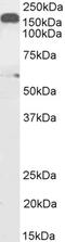 Dynactin Subunit 1 antibody, PA5-18095, Invitrogen Antibodies, Western Blot image 