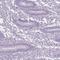 BEN Domain Containing 2 antibody, HPA013142, Atlas Antibodies, Immunohistochemistry frozen image 