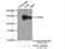 Protein Tyrosine Kinase 7 (Inactive) antibody, 17799-1-AP, Proteintech Group, Immunoprecipitation image 