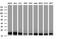 Leucine Zipper And CTNNBIP1 Domain Containing antibody, NBP2-45703, Novus Biologicals, Western Blot image 