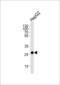 Enoyl-CoA delta isomerase 1, mitochondrial antibody, LS-B9897, Lifespan Biosciences, Western Blot image 