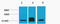 Histone H3 antibody, STJ97202, St John