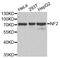 Neurofibromin 2 antibody, STJ28273, St John