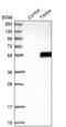 T Cell Immunoglobulin And Mucin Domain Containing 4 antibody, PA5-53346, Invitrogen Antibodies, Western Blot image 