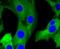 Glutamate Metabotropic Receptor 5 antibody, NBP2-67508, Novus Biologicals, Immunofluorescence image 