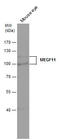 Multiple EGF Like Domains 11 antibody, GTX120233, GeneTex, Western Blot image 