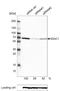 Histone Deacetylase 1 antibody, NBP2-52937, Novus Biologicals, Western Blot image 