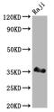 POU Class 2 Homeobox Associating Factor 1 antibody, CSB-RA280291A0HU, Cusabio, Western Blot image 