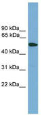 Transmembrane protease serine 4 antibody, TA331095, Origene, Western Blot image 