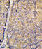 Signal Transducing Adaptor Family Member 1 antibody, 57-968, ProSci, Immunofluorescence image 