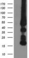 Glycine Amidinotransferase antibody, NBP2-00984, Novus Biologicals, Western Blot image 