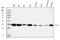 Annexin A4 antibody, A04840, Boster Biological Technology, Western Blot image 