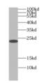 Interleukin 18 antibody, FNab06765, FineTest, Western Blot image 