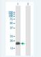 ADP Ribosylation Factor Like GTPase 2 antibody, H00000402-B01P-50ug, Novus Biologicals, Western Blot image 