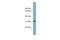 Olfactory Receptor Family 2 Subfamily AT Member 4 antibody, PA5-69317, Invitrogen Antibodies, Western Blot image 