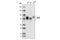 CD44 antibody, 5640S, Cell Signaling Technology, Western Blot image 