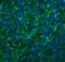 C-X-C Motif Chemokine Receptor 6 antibody, 2209, ProSci, Immunofluorescence image 