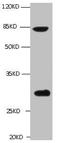 Transglutaminase 2 antibody, LS-C681775, Lifespan Biosciences, Western Blot image 