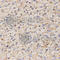 Gap Junction Protein Gamma 2 antibody, A2885, ABclonal Technology, Immunohistochemistry paraffin image 