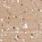 GIT ArfGAP 1 antibody, NBP1-85798, Novus Biologicals, Immunohistochemistry frozen image 