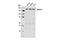 Tensin 2 antibody, 11990S, Cell Signaling Technology, Western Blot image 