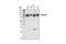Nucleoporin 98 antibody, 2288S, Cell Signaling Technology, Western Blot image 
