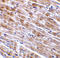C1q And TNF Related 3 antibody, ADI-905-716-100, Enzo Life Sciences, Immunohistochemistry frozen image 