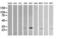 Kallikrein Related Peptidase 8 antibody, LS-C174721, Lifespan Biosciences, Western Blot image 