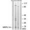 Mitochondrial Ribosomal Protein L14 antibody, PA5-49938, Invitrogen Antibodies, Western Blot image 