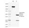 Spectrin Beta, Non-Erythrocytic 2 antibody, 33-753, ProSci, Western Blot image 