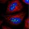 UTP3 Small Subunit Processome Component antibody, NBP1-85449, Novus Biologicals, Immunofluorescence image 